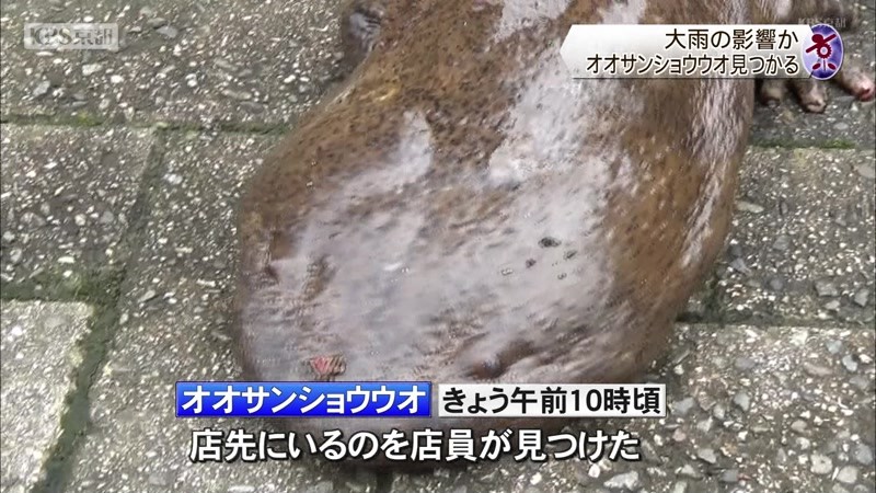 B 大雨の影響か 鴨川付近でオオサンショウウオ見つかる ニュース Kbs京都