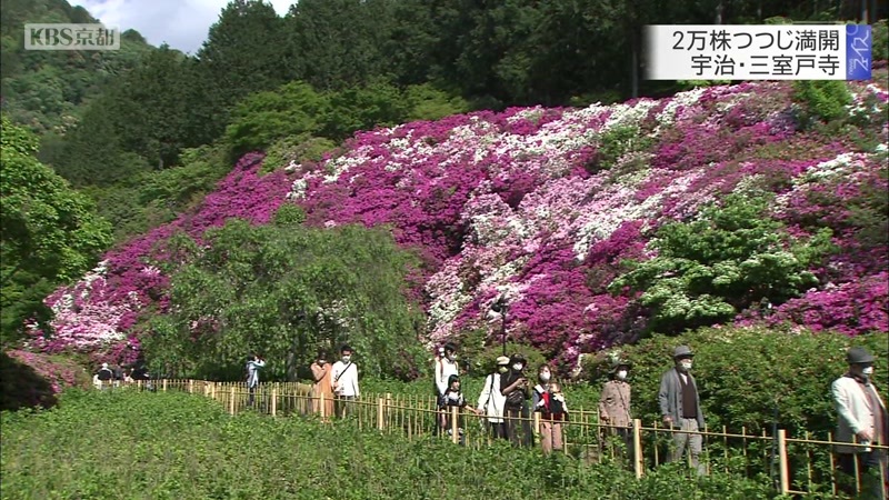 2万株つつじ満開 宇治 三室戸寺 ニュース Kbs京都