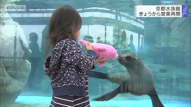 京都水族館 １２日から営業再開 ニュース Kbs京都