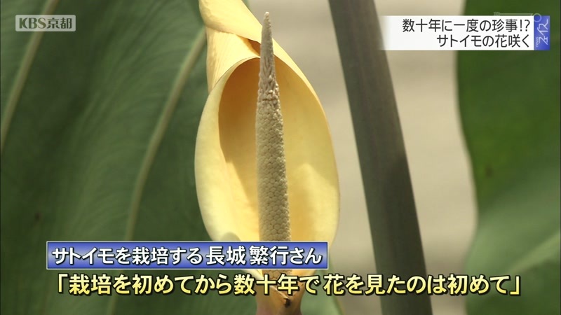 数十年で一度の珍事 サトイモの花咲く ニュース Kbs京都