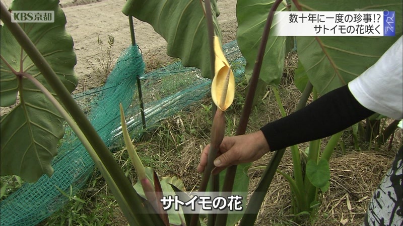 数十年で一度の珍事 サトイモの花咲く ニュース Kbs京都