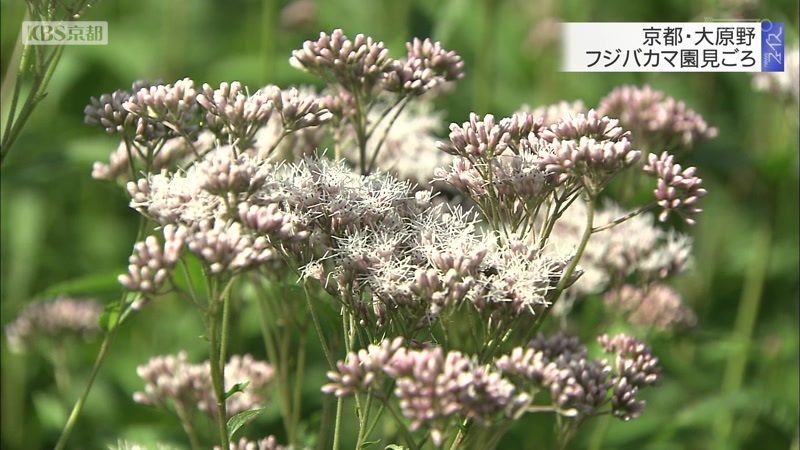 京都 大原野 フジバカマ園見ごろ ニュース Kbs京都