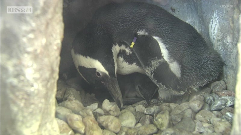 ふわふわ ペンギンの赤ちゃんすくすく 京都水族館 ニュース Kbs京都