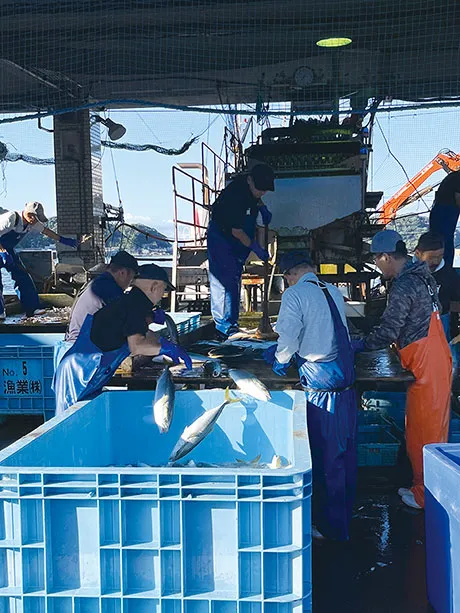 伊根漁港で行っている引き上げた魚の仕分け