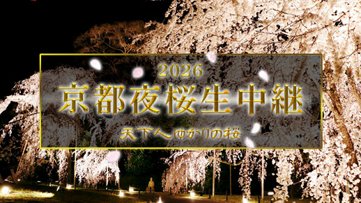 京都夜桜生中継2026 ~天下人ゆかりの桜~