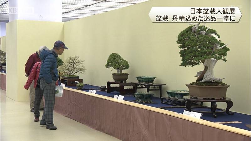 日本盆栽大観展 丹精込めた逸品一堂に 京都市左京区みやこめっせ｜KBS京都