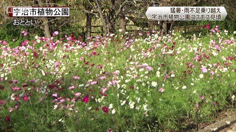 宇治市植物公園のコスモス　満開近し　猛暑と雨不足乗り越え　京都府