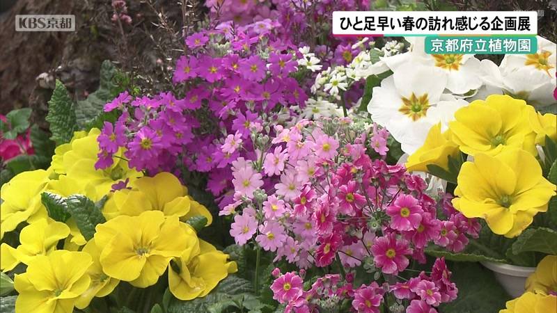 京都府立植物園 ひと足早い春の訪れ感じる企画展