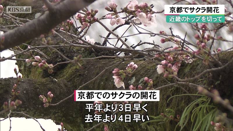 近畿のトップを切って 京都でサクラ開花