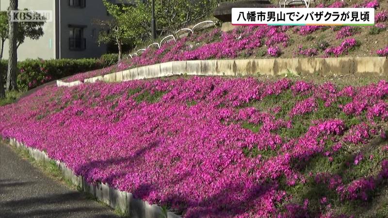 京都・八幡市男山でシバザクラが見頃