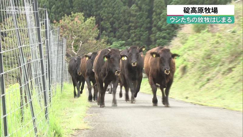 京都・京丹後市 碇高原牧場でウシの放牧はじまる