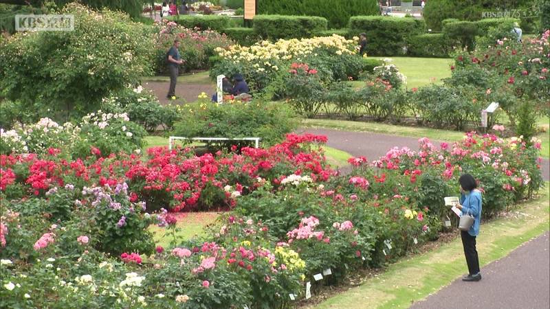 京都府立植物園でバラが見ごろ