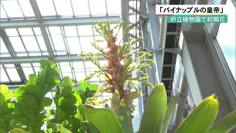 「パイナップルの皇帝」 京都府立植物園で初開花