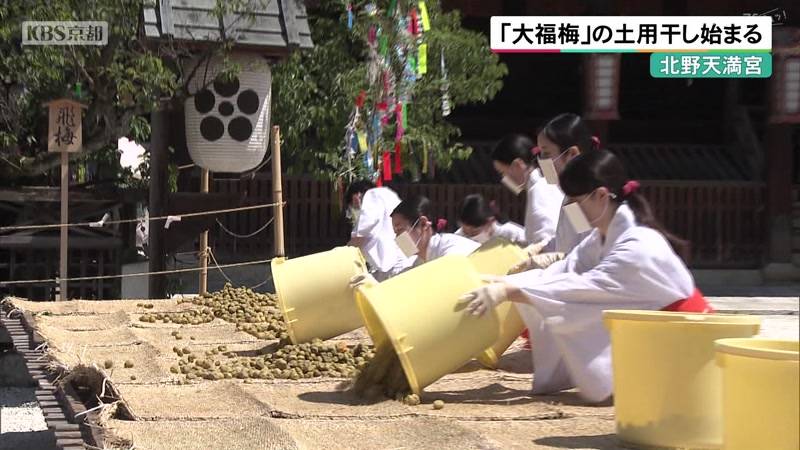 京都・北野天満宮 「大福梅」の土用干し始まる