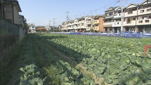 農地で作られる野菜
