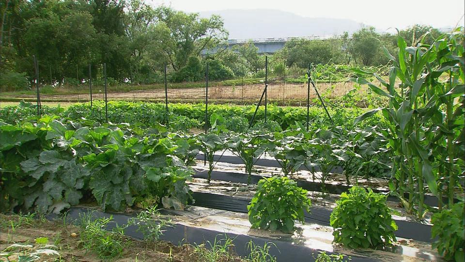 野菜作りへの挑戦と伝承 (1)