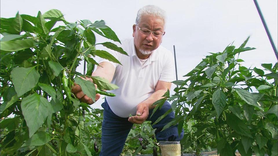 野菜作りへの挑戦と伝承 (2)