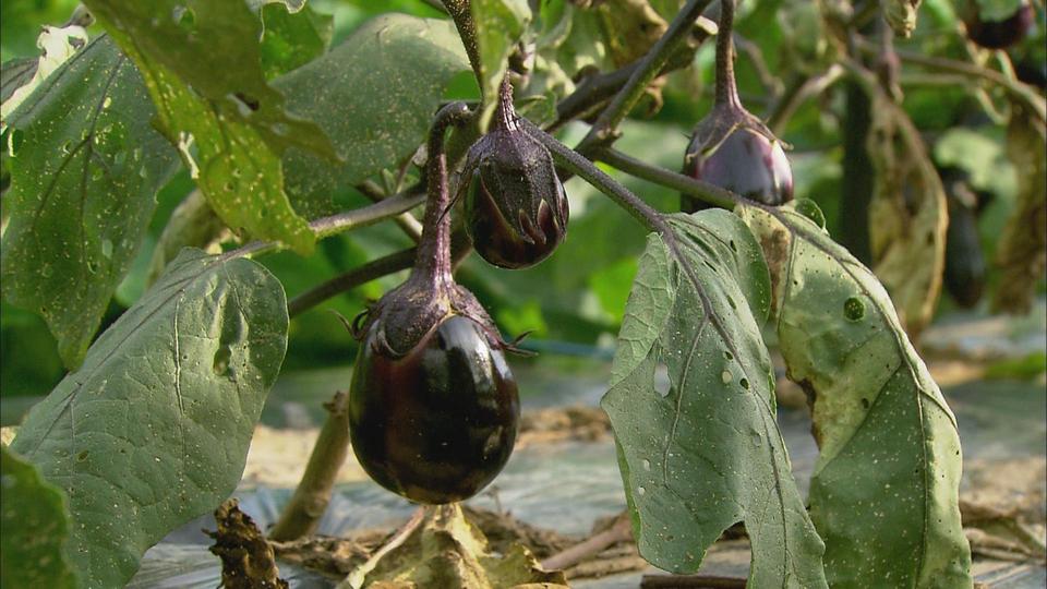 野菜作りへの挑戦と伝承 (2)